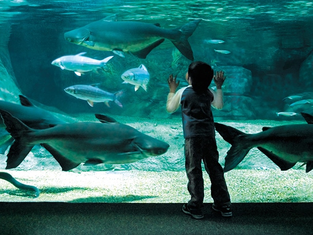 世界淡水魚園水族館 アクア・トトぎふ