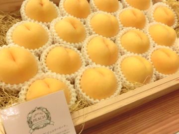 内藤農園 ジュエリーピーチ黄桃 1.5kg【9月中旬まで】