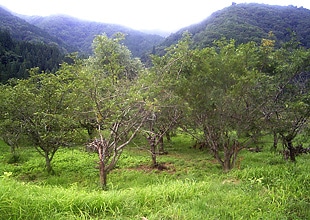 紹介文1