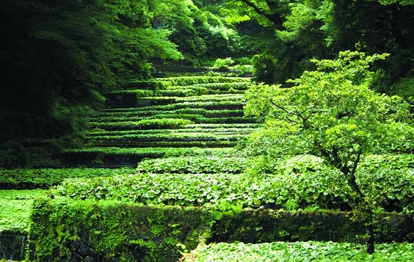 紹介文2