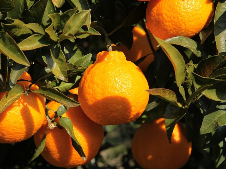 �F���̒�������� ���������_�� �F��f�R5kg