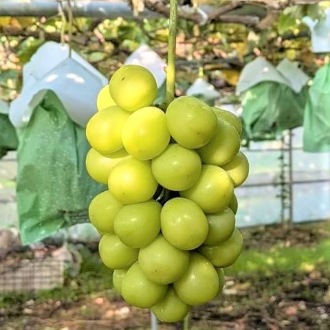 y100ZbgzMB{ ؔ_ ؏nVC}XJbg2[iϔj