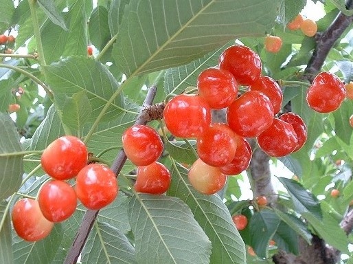久保田農園 さくらんぼ紅秀峰500g