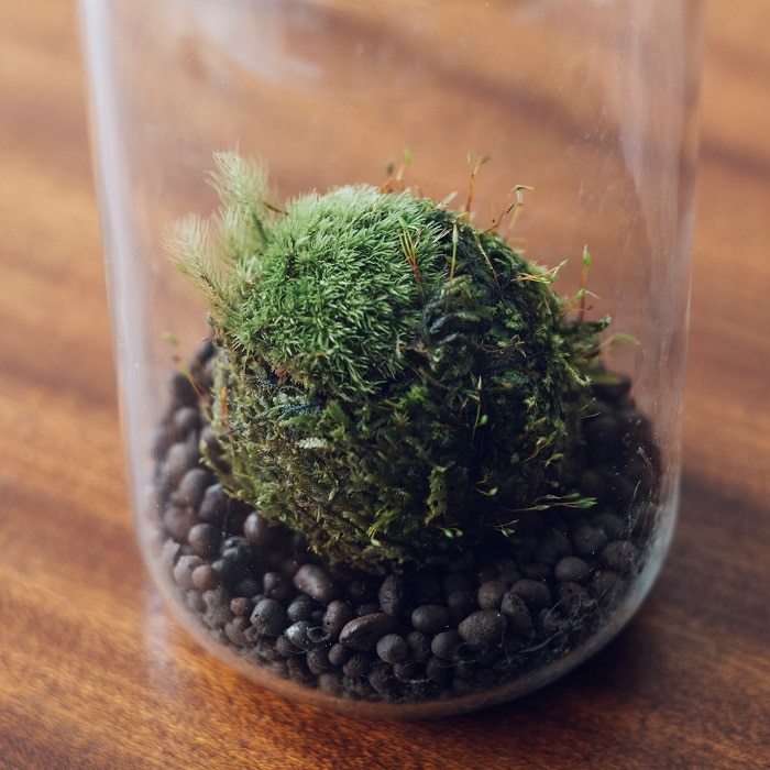 odai fragrant moss（アロマを楽しむ苔玉）