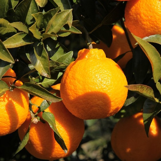 �F���̒�������� ���������_�� �F��f�R3kg