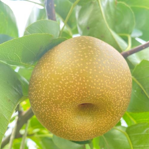 ��_���@���u�쐅�v3kg