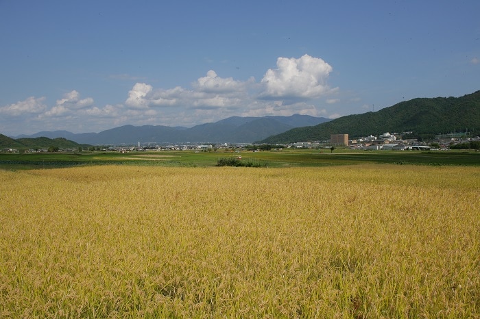 紹介文1