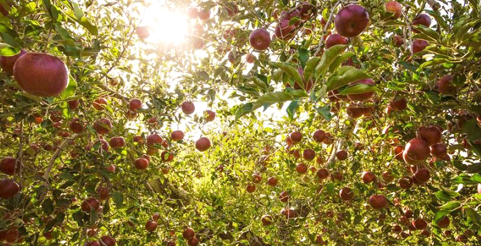 農家の愛情が詰まったリンゴを求めて