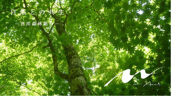 宮川森林組合 カッティングボード（ホオノキ）【いいもの探訪オリジナル】(ホオノキ): 三重｜いいもの探訪 JR東海